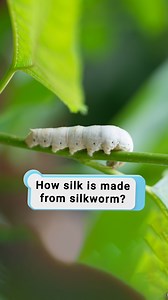43K views · 1.3K reactions | How silk is made from silkworm? | Hashem Al-Ghaili | Facebook