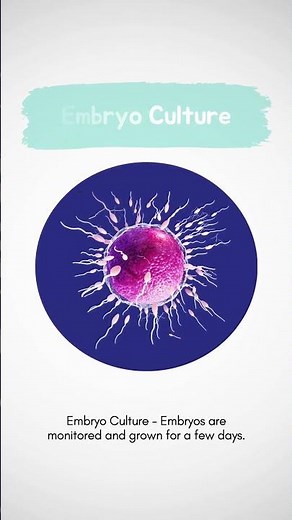 Understanding IVF: The Basics Explained | Step-by-Step Guide to In Vitro Fertilization