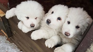 503K views · 11K reactions | 22 people are still missing after an avalanche hit a hotel in Italy, but the discovery of three sheepdog pups has raised hopes there might still be more survivors among the rubble. | The Guardian | Facebook
