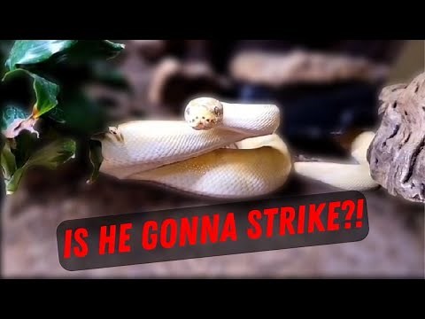 The Basics of Snake Behavior