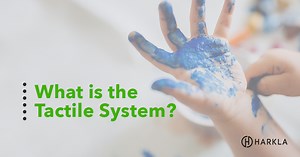 What is the tactile system?