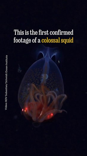 The colossal squid—one of nature’s most elusive animals, and handily the world’s most massive squid species—was first identified 100 years ago using remains found in the stomach of a sperm whale. Now, one has been filmed alive in its natural oceanic environment for the first time. The nearly one-foot-long juvenile offers scientists a rare glimpse into its unique behaviors and biology. Learn more about this incredible find: https://on.natgeo.com/4ijzSvi | National Geographic