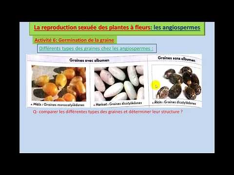 Germination de la graine + cycle de développement chez les angiospermes