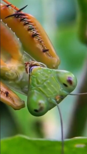 Praying Mantis | A Predator Like No Other