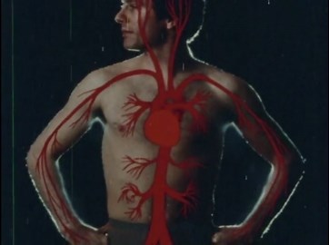 Human Circulatory System: Blood, Oxygen, & Red Blood Cells
