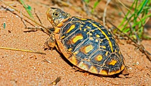 Box Turtle Breeding Guide (An In Depth Guide) - All Turtles