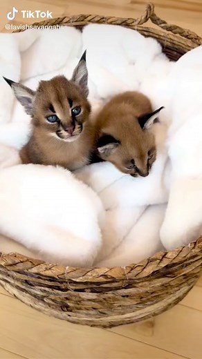 Adorable Floppa Kittens Compilation - Cute and Funny Moments