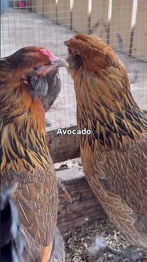 These “Healthy” Foods Are Actually Dangerous for Chickens