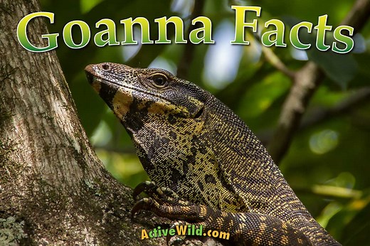 Goanna Facts For Kids & Adults: Pictures, In-Depth Information & Video