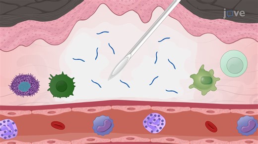 Video: Intradermal Immunization with Live Attenuated Sporozoites in a Mouse Model - Experiment