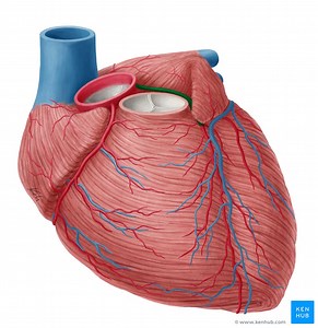 Left coronary artery