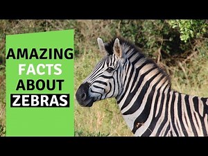 Top 25 Amazing Facts About Zebras