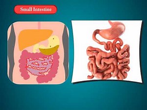 The Digestive System | Science Class 4