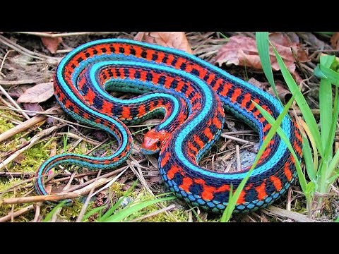 10 Most Beautiful Snakes in the World