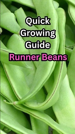 Growing Runner beans "LIKE A BOSS" Quick guide