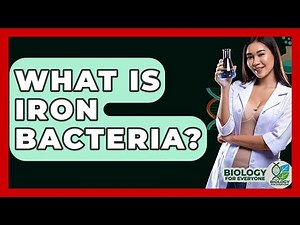 What Is Iron Bacteria? - Biology For Everyone