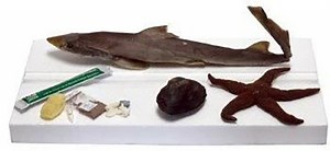 Marine Biology Dissecting Kit (for use with Apologia's Exploring Creation with Marine Biology 2nd Edition)