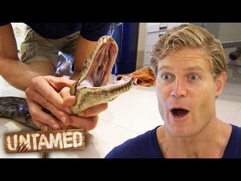 Massive 13-Foot Python Discovered in Family Home!