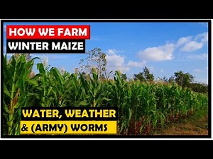 Winter Maize Farming in Zambia: Our Guide To A Successful Crop
