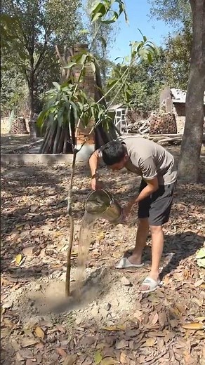 Mango Tree Planting Made Easy: Essential Techniques for Beginners | GROW MANGO TREE EASY