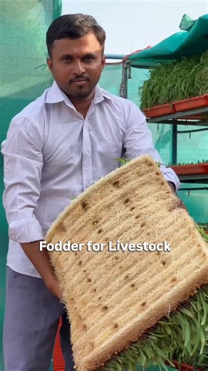 Why Fodder Is Good for Livestock Fodder is one of the most...