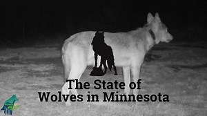 The State of Wolves in Minnesota | Lakeland PBS