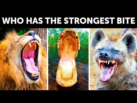 13 Animals With the Strongest Bite