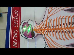 Nervous System Working model