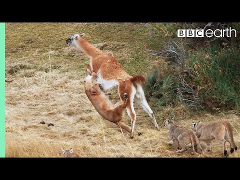 Puma takes on Guanaco 3 Times Her Weight | Seven Worlds, One Planet | BBC Earth