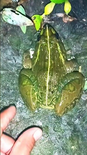 Froggy and Toad's FUNNIEST comedy Moments EVER!