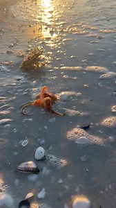 This is a Pygmy octopus, so very cute & quite small. This one was washed ashore probably from coming out of a shell he used for housing at low tide, but to be able to experience this on a tour is just one of the greatest joys of our job. Did you know that the pygmy has approximately a year lifespan, give birth to about 140 to over 2000 eggs and once the hatchlings are full formed and can hunt within hours, reaching maturity in about 182 days? Capt Colt returned him/her back into the water unharm