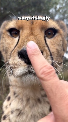 Cheetahs aren't actually dangerous? 🐆 #shorts #nature