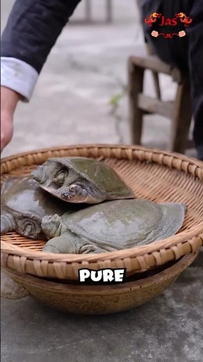 From Pond to Pot: The Making of a Legendary Healing Soup