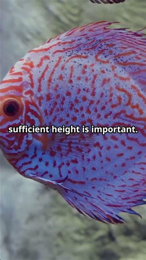 Best Tank Size for Discus Fish 🐠