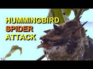 Rare Footage of Spider Attacking Hummingbird Babies