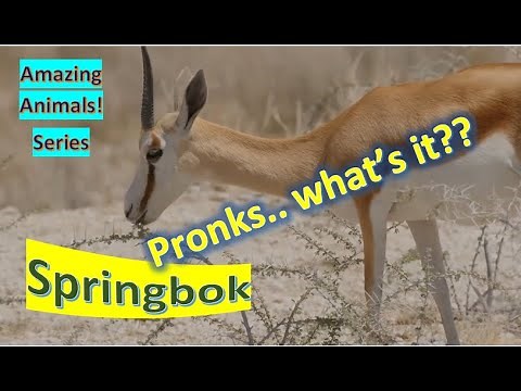 Springbok facts 🦌 African common species 🤩 national animal of South Africa 🇿🇦