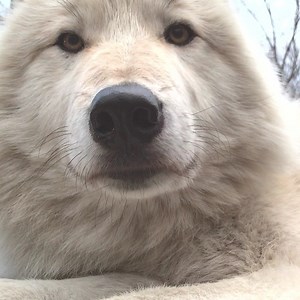 16K views · 5K reactions | Pucker up and show Nikai some love  | Wolf Conservation Center | Facebook