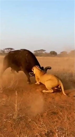 Epic Showdown: African Buffalo vs. Lion #Buffalo #shorts