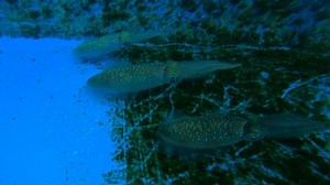 See why color-changing squid could help with development of invisibility cloaks