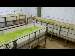 Large Scale Vermicomposting at AgriBio Systems