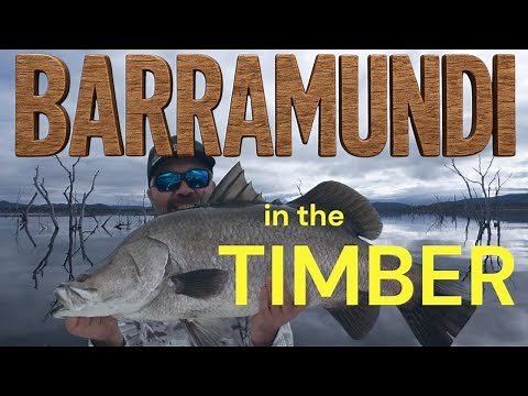 Using Active Target/ Livescope to target BARRAMUNDI in the Timber