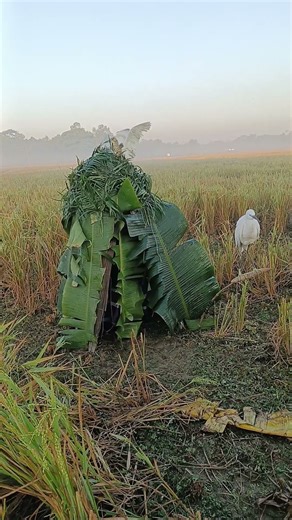 best catching birds in the world 😱