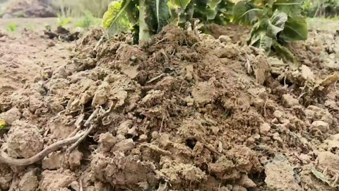 10 Packs Gopher Baskets 5 Gallon Size Stainless Steel Metal mesh to Protect Plant Root from Gophers, Moles and Voles