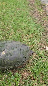 12K views · 251 reactions | Snapping turtle release day! After being...