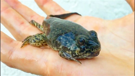 Incredible metamorphosis of the world’s largest frog