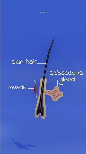 Sebum is produced by sebaceous glands, which are located in the skin. #biology #humananatomy