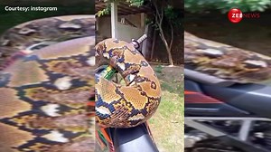 VIRAL VIDEO : Massive 30-Foot Python Coiled Around a Bike in a Dangerous Video