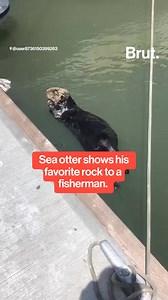 1M views · 29K reactions | Sea otters are known for their clever use...