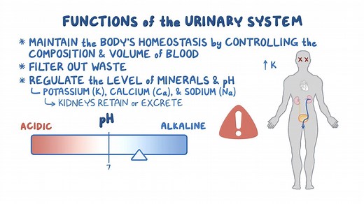 Video: Urinary system: Structure and function - Video Explanation! | Osmosis | Osmosis
