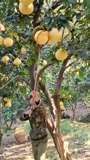 Two Useful Long-Handled Fruit Pickers #farmingtools